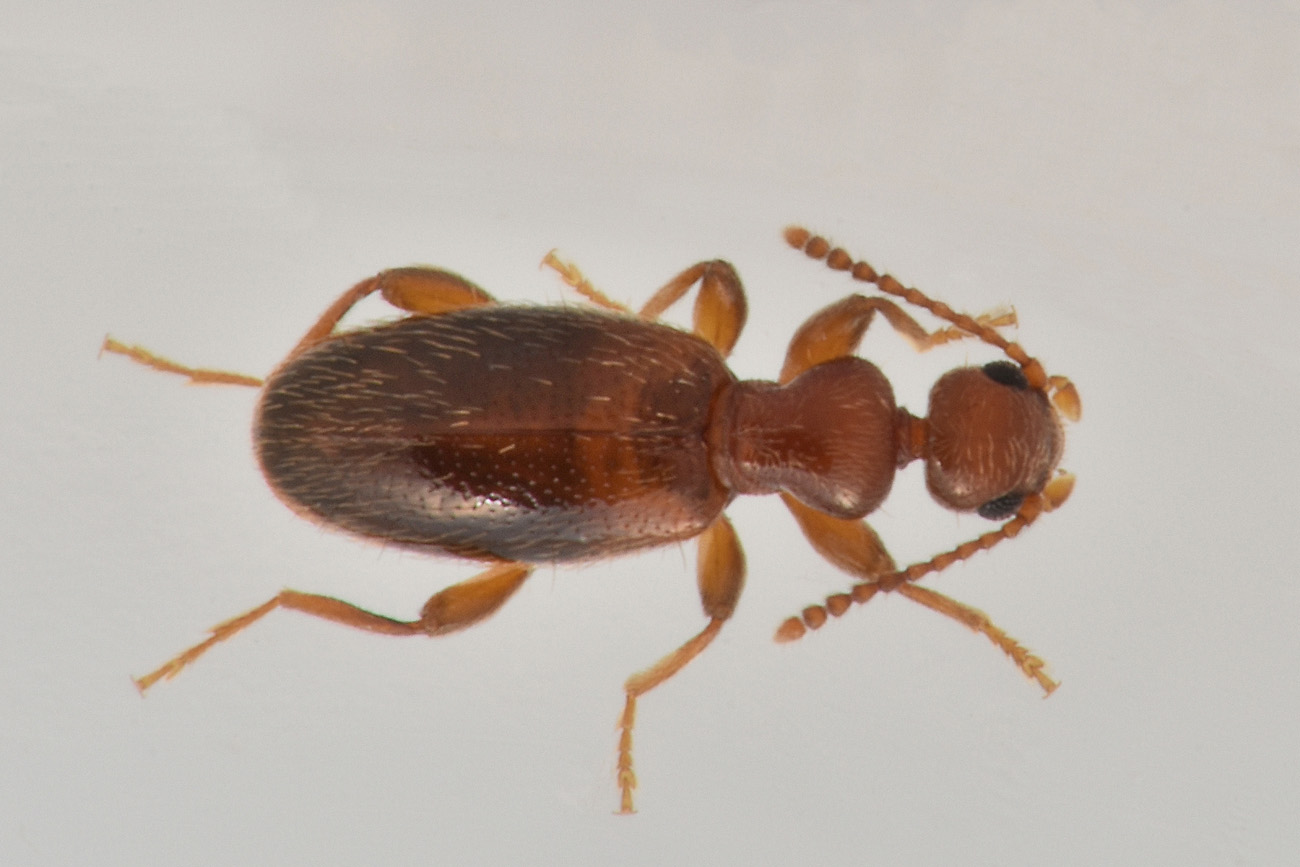 Anthicidae: Cyclodinus minutus